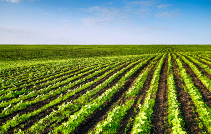 土壤缺什么？補什么?